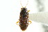  (Stygnocoris - CNC#HEM303039)  @15 [ ] CreativeCommons - Attribution (2011) CNC/CBG Photography Group Centre for Biodiversity Genomics