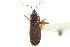  (Eremocoris semicinctus - CNC#HEM303060)  @14 [ ] CreativeCommons - Attribution (2011) CNC/CBG Photography Group Centre for Biodiversity Genomics