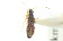  ( - CNC#HEM303101)  @12 [ ] CreativeCommons - Attribution (2011) CNC/CBG Photography Group Centre for Biodiversity Genomics