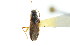  ( - CNC#HEM303114)  @12 [ ] CreativeCommons - Attribution (2011) CNC/CBG Photography Group Centre for Biodiversity Genomics