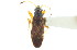  ( - CNC#HEM303116)  @11 [ ] CreativeCommons - Attribution (2011) CNC/CBG Photography Group Centre for Biodiversity Genomics