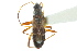  (Ligyrocoris - CNC#HEM303149)  @15 [ ] CreativeCommons - Attribution (2011) CNC/CBG Photography Group Centre for Biodiversity Genomics