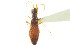  (Pseudocnemodus - CNC#HEM303166)  @13 [ ] CreativeCommons - Attribution (2011) CNC/CBG Photography Group Centre for Biodiversity Genomics