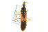  ( - CNC#HEM303265)  @11 [ ] CreativeCommons - Attribution (2011) CNC/CBG Photography Group Centre for Biodiversity Genomics