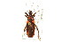  (Homalocoris erythrogaster - CNC#HEM303279)  @11 [ ] CreativeCommons - Attribution (2011) CNC/CBG Photography Group Centre for Biodiversity Genomics