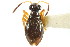  (Lampracanthia - CNC#HEM400425)  @11 [ ] CreativeCommons - Attribution (2011) CNC/CBG Photography Group Centre for Biodiversity Genomics