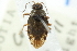  ( - CNC#HEM400490)  @11 [ ] CreativeCommons - Attribution (2011) CNC/CBG Photography Group Centre for Biodiversity Genomics