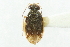  ( - CNC#HEM400497)  @11 [ ] CreativeCommons - Attribution (2011) CNC/CBG Photography Group Centre for Biodiversity Genomics