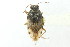  ( - CNC#HEM400498)  @11 [ ] CreativeCommons - Attribution (2011) CNC/CBG Photography Group Centre for Biodiversity Genomics