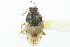  ( - CNC#HEM400499)  @11 [ ] CreativeCommons - Attribution (2011) CNC/CBG Photography Group Centre for Biodiversity Genomics