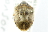  ( - CNC#HEM400519)  @13 [ ] CreativeCommons - Attribution (2011) CNC/CBG Photography Group Centre for Biodiversity Genomics