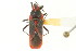  (Caenocoris - CNC#HEM400584)  @14 [ ] CreativeCommons - Attribution (2011) CNC/CBG Photography Group Centre for Biodiversity Genomics