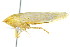  ( - CNC#HEM400765)  @13 [ ] CreativeCommons - Attribution (2011) CNC/CBG Photography Group Centre for Biodiversity Genomics