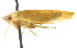  (Rugosana ramosa - CNC#HEM400770)  @14 [ ] CreativeCommons - Attribution (2011) CNC/CBG Photography Group Centre for Biodiversity Genomics