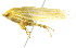  ( - CNC#HEM400772)  @13 [ ] CreativeCommons - Attribution (2011) CNC/CBG Photography Group Centre for Biodiversity Genomics
