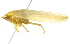  (Gyponana quebecensis - CNC#HEM400773)  @13 [ ] CreativeCommons - Attribution (2011) CNC/CBG Photography Group Centre for Biodiversity Genomics