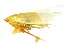 ( - CNC#HEM400786)  @13 [ ] CreativeCommons - Attribution (2011) CNC/CBG Photography Group Centre for Biodiversity Genomics