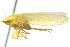  ( - CNC#HEM400792)  @13 [ ] CreativeCommons - Attribution (2011) CNC/CBG Photography Group Centre for Biodiversity Genomics