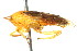  ( - CNC#HEM400810)  @11 [ ] CreativeCommons - Attribution (2011) CNC/CBG Photography Group Centre for Biodiversity Genomics