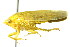  ( - CNC#HEM400813)  @13 [ ] CreativeCommons - Attribution (2011) CNC/CBG Photography Group Centre for Biodiversity Genomics