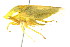  ( - CNC#HEM400816)  @13 [ ] CreativeCommons - Attribution (2011) CNC/CBG Photography Group Centre for Biodiversity Genomics