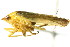  ( - CNC#HEM400822)  @13 [ ] CreativeCommons - Attribution (2011) CNC/CBG Photography Group Centre for Biodiversity Genomics