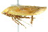  (Ponana citrina - CNC#HEM400833)  @13 [ ] CreativeCommons - Attribution (2011) CNC/CBG Photography Group Centre for Biodiversity Genomics