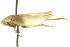  (Ponana integra - CNC#HEM400834)  @14 [ ] CreativeCommons - Attribution (2011) CNC/CBG Photography Group Centre for Biodiversity Genomics