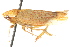  (Ponana scarlatina - CNC#HEM400849)  @13 [ ] CreativeCommons - Attribution (2011) CNC/CBG Photography Group Centre for Biodiversity Genomics