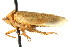  ( - CNC#HEM400864)  @11 [ ] CreativeCommons - Attribution (2011) CNC/CBG Photography Group Centre for Biodiversity Genomics