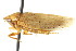  (Negosiana negotiosa - CNC#HEM400875)  @14 [ ] CreativeCommons - Attribution (2011) CNC/CBG Photography Group Centre for Biodiversity Genomics