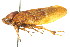 ( - CNC#HEM400921)  @13 [ ] CreativeCommons - Attribution (2011) CNC/CBG Photography Group Centre for Biodiversity Genomics