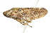  ( - CNC#HEM400926)  @13 [ ] CreativeCommons - Attribution (2011) CNC/CBG Photography Group Centre for Biodiversity Genomics