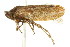  ( - CNC#HEM400930)  @13 [ ] CreativeCommons - Attribution (2011) CNC/CBG Photography Group Centre for Biodiversity Genomics