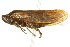  (Aphrophora princeps - CNC#HEM400932)  @14 [ ] CreativeCommons - Attribution (2011) CNC/CBG Photography Group Centre for Biodiversity Genomics