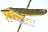  ( - CNC#HEM401046)  @13 [ ] CreativeCommons - Attribution (2011) CNC/CBG Photography Group Centre for Biodiversity Genomics