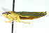  ( - CNC#HEM401047)  @12 [ ] CreativeCommons - Attribution (2011) CNC/CBG Photography Group Centre for Biodiversity Genomics