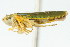  ( - CNC#HEM401056)  @11 [ ] CreativeCommons - Attribution (2011) CNC/CBG Photography Group Centre for Biodiversity Genomics