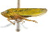  ( - CNC#HEM401063)  @14 [ ] CreativeCommons - Attribution (2011) CNC/CBG Photography Group Centre for Biodiversity Genomics