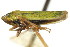  ( - CNC#HEM401064)  @14 [ ] CreativeCommons - Attribution (2011) CNC/CBG Photography Group Centre for Biodiversity Genomics