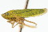  (Helochara communis - CNC#HEM401065)  @14 [ ] CreativeCommons - Attribution (2011) CNC/CBG Photography Group Centre for Biodiversity Genomics