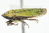  (Helochara delta - CNC#HEM401068)  @14 [ ] CreativeCommons - Attribution (2011) CNC/CBG Photography Group Centre for Biodiversity Genomics