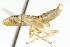  ( - CNC#HEM401086)  @14 [ ] CreativeCommons - Attribution (2011) CNC/CBG Photography Group Centre for Biodiversity Genomics