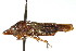 (Hemiptera - CNC#HEM401090)  @16 [ ] CreativeCommons - Attribution (2011) CNC/CBG Photography Group Centre for Biodiversity Genomics