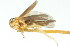  (Ciminius sidanus - CNC#HEM401097)  @12 [ ] CreativeCommons - Attribution (2011) CNC/CBG Photography Group Centre for Biodiversity Genomics