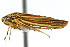  (Graphocephala - CNC#HEM401108)  @15 [ ] CreativeCommons - Attribution (2011) CNC/CBG Photography Group Centre for Biodiversity Genomics