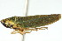  ( - CNC#HEM401116)  @12 [ ] CreativeCommons - Attribution (2011) CNC/CBG Photography Group Centre for Biodiversity Genomics