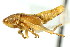  ( - CNC#HEM401117)  @11 [ ] CreativeCommons - Attribution (2011) CNC/CBG Photography Group Centre for Biodiversity Genomics