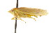  ( - CNC#HEM401237)  @13 [ ] CreativeCommons - Attribution (2011) CNC/CBG Photography Group Centre for Biodiversity Genomics