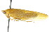  (Rugosana fibrata - CNC#HEM401257)  @14 [ ] CreativeCommons - Attribution (2011) CNC/CBG Photography Group Centre for Biodiversity Genomics